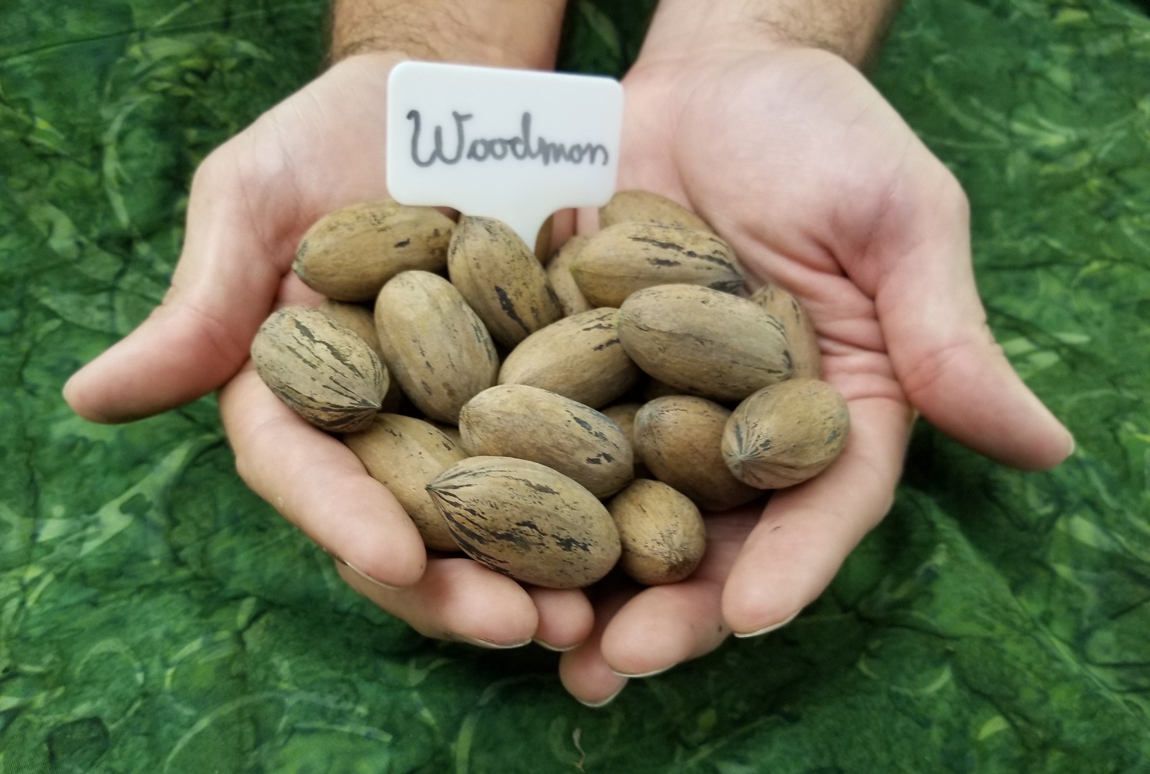 Rooted in Louisiana: The Case for Native Fruit and Nut Trees